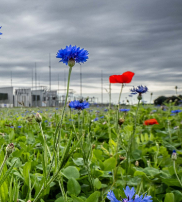 Veld met wilde bloemen voor een elektriciteitscentrale