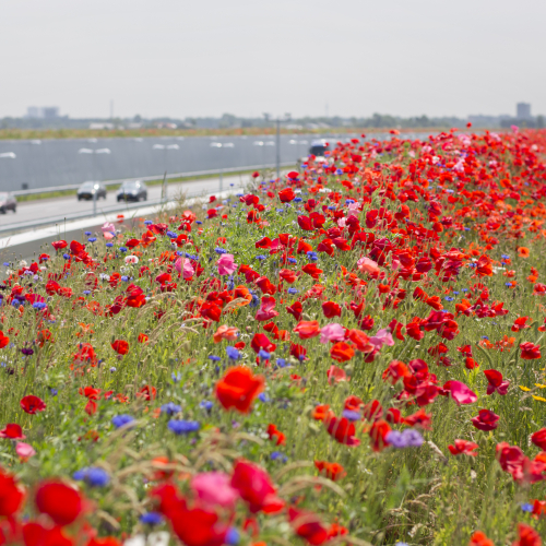 A4 Honey Highway - mei 2016 - Jorgen Caris.jpg