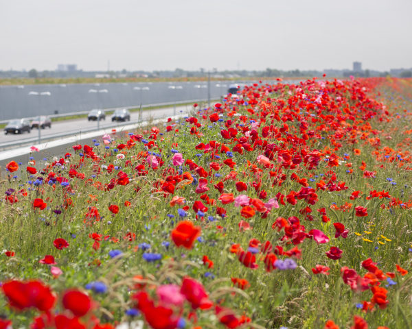 A4 Honey Highway - mei 2016 - Jorgen Caris.jpg