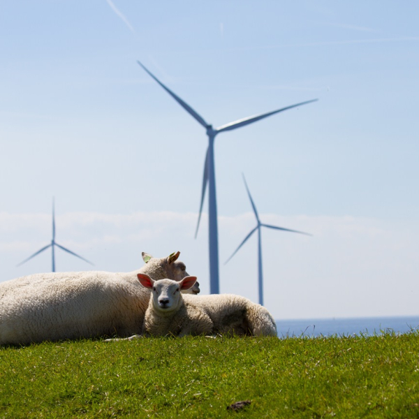 Tulpen_Schapen_Mei_2016.jpg