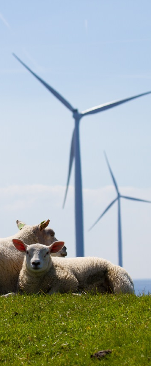 Tulpen_Schapen_Mei_2016.jpg