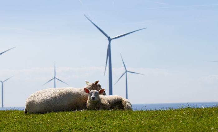 Tulpen_Schapen_Mei_2016.jpg