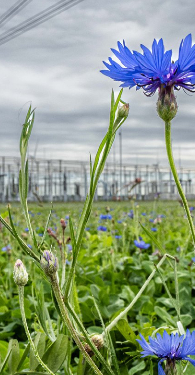 Veld met wilde bloemen voor een energiecentrale